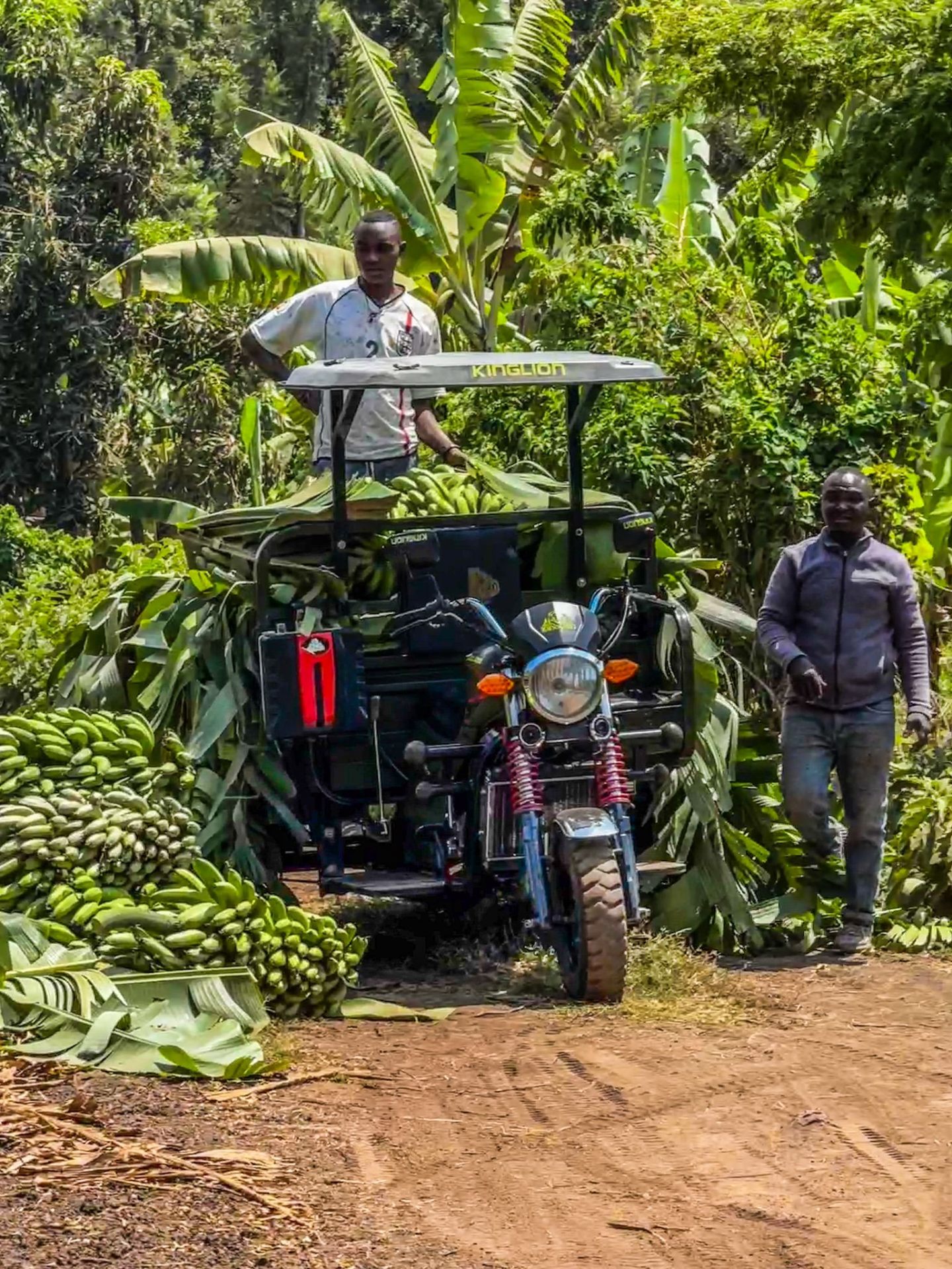 Banana plantation harvest in Mto wa Mbu